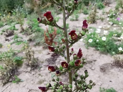 Scrophularia auriculata