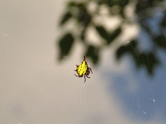 Gasteracantha sauteri