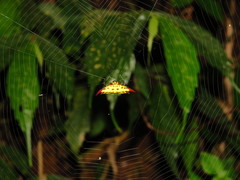 Gasteracantha sauteri