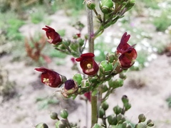 Scrophularia auriculata