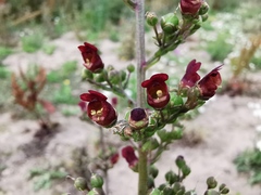 Scrophularia auriculata