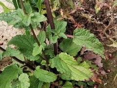 Scrophularia auriculata