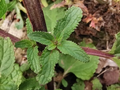 Scrophularia auriculata