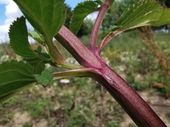 Scrophularia auriculata