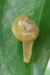 Helicarion perfragilis
