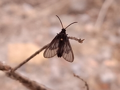 Psichotoe duvaucelii