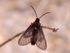 Psichotoe duvaucelii