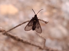 Psichotoe duvaucelii