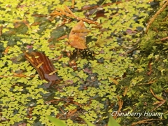 Phimenes flavopictus formosanus