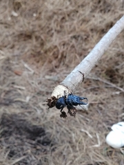 Pachyodontus languidus