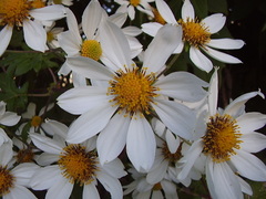 Montanoa bipinnatifida