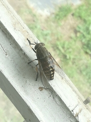 Tabanus bovinus