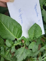 Leptinotarsa decemlineata