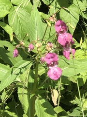Impatiens glandulifera