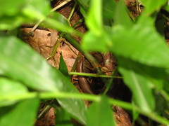 Sphenomorphus incognitus