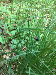 Oiceoptoma thoracicum