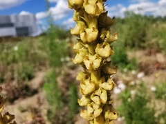 Reseda luteola