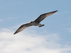 Larus michahellis atlantis