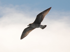 Larus michahellis atlantis