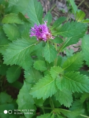 Centratherum punctatum