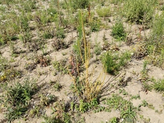 Reseda luteola