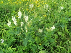 Galega officinalis