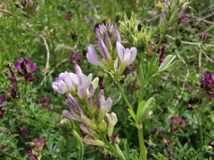 Medicago sativa