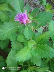 Centratherum punctatum