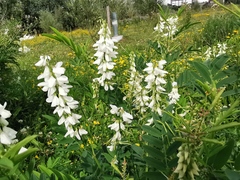 Galega officinalis