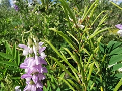 Galega officinalis