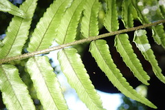 Bolbitis rhizophylla