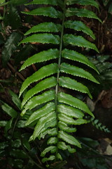 Bolbitis rhizophylla