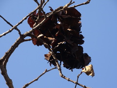 Terminalia elliptica