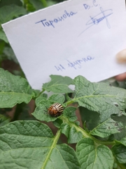 Leptinotarsa decemlineata