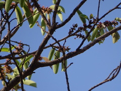 Bridelia retusa