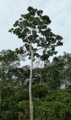 Anthocleista djalonensis