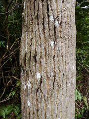 Anthocleista djalonensis