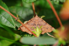 Rhinodia rostraria