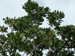 Anthocleista djalonensis