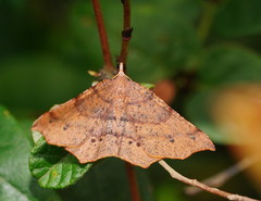 Rhinodia rostraria