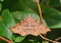Rhinodia rostraria