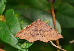 Rhinodia rostraria