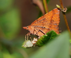 Rhinodia rostraria