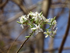 Wrightia tinctoria