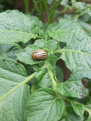 Leptinotarsa decemlineata