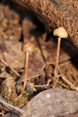 Psilocybe alutacea