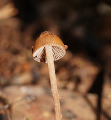 Psilocybe alutacea