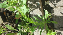 Erigeron canadensis