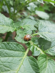 Leptinotarsa decemlineata