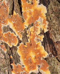 Gloeoporellus merulinus